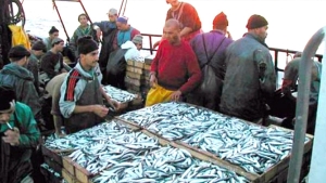 نحو إنشاء 16 تعاونية للصيد البحري وتربية المائيات