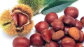 انطلاق جني ثمرة القسطل بجبال أولاد أعطية