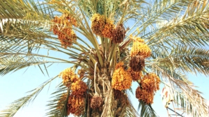 الآفات الزراعية محور يوم دراسي ببسكرة