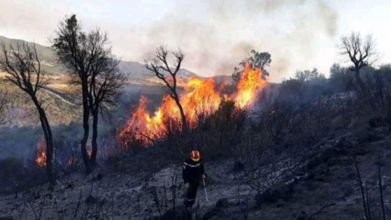 توقيف 11 شخصا تورطوا  في حرق غابات واد قوسين
