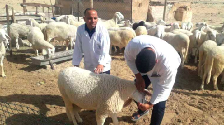 المفتشية البيطرية بقالمة تضبط مخططها