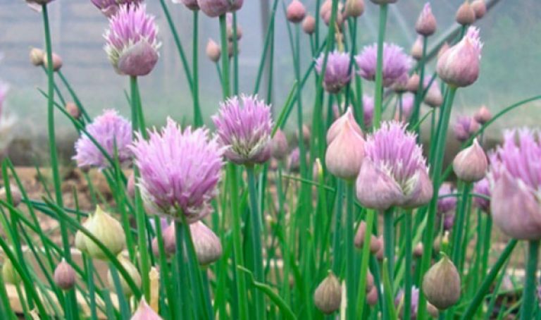 يوم تكوينيّ بالجلفة