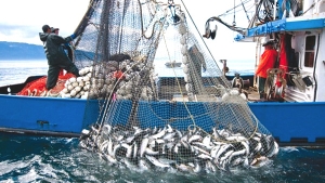 2200 طن سنويا من السمك عبر سواحل العاصمة
