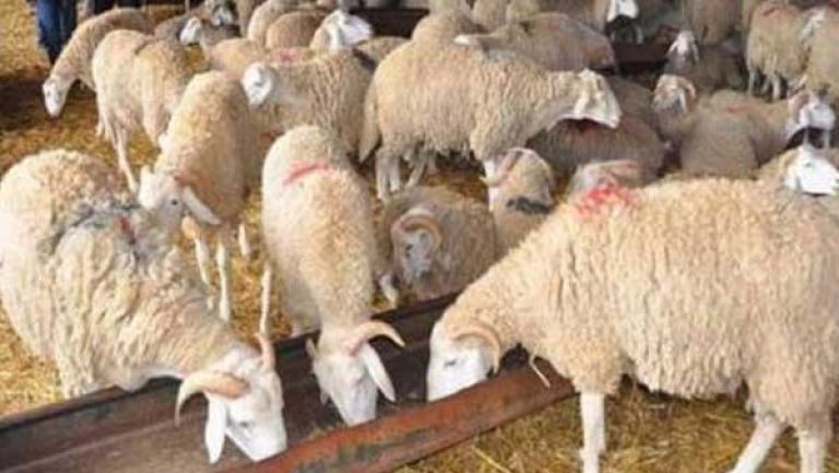 الترخيص لـ22 موقعا لبيع الأضاحي بتيزي