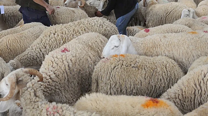 المطالبة بتحديد نقاط بيع أضاحي العيد مسبقا