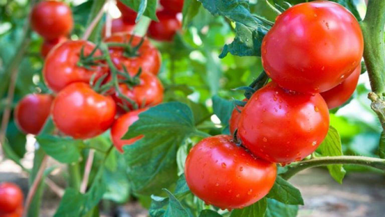 توقُّع غرس 4465 هكتار هذا الموسم