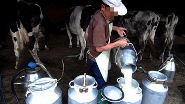 توزيع 1000 لتر من حليب البقر على المعوزين