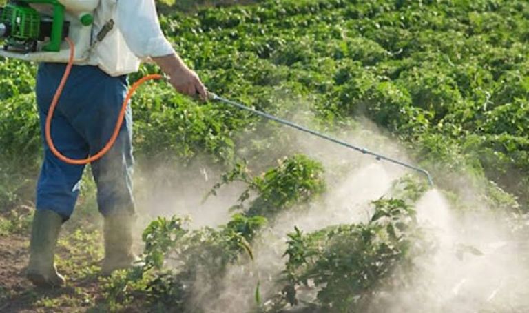 الكيمياويات تلوث المنتجات الزراعية وترهن صحة المواطن