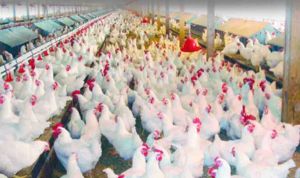 وفرة الإنتاج تهوي بسعر الدجاج