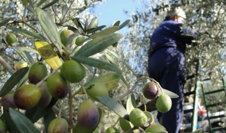 أخصائيون يحذّرون من سل الأشجار المثمرة