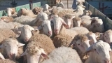 وصول شحنة جديدة من الأغنام المستوردة تحسّبا لعيد الأضحى
