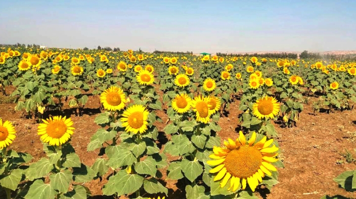 تحفيزات للمنتجين وتوسيع التجربة بـ300 هكتار