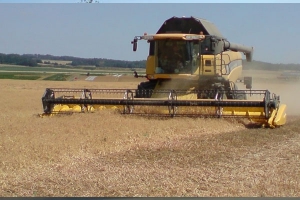 توقع إنتاج مليوني قنطار من الحبوب