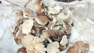 إقبال كبير على جني فطر "القرسال"