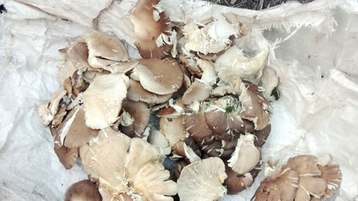 إقبال كبير على جني فطر "القرسال"