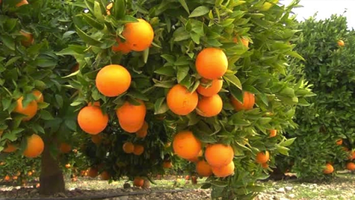 توقع إنتاج 490 ألف قنطار من الحمضيات