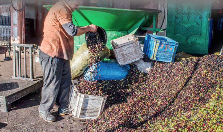 توقع تحصيل 2.7 مليون لتر من زيت الزيتون ببومرداس