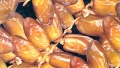 تنصيب لجنة لدراسة ملف التمور