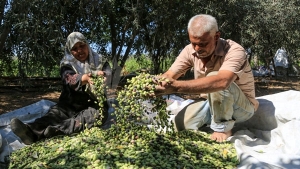 زيت الزيتون في أكثر المواسم غلاء