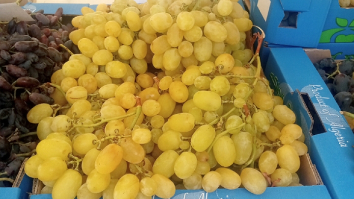 منتجو العنب يتطلعون لترقية بعض الأصناف المحلية