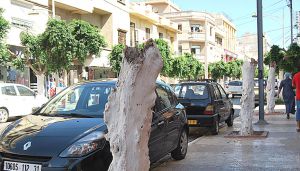 جمعيات تطالب بالتحقيق في قطع شجرة بوهران