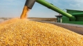 استيراد 1,1 مليون طن من الذرة لتلبية حاجة السوق
