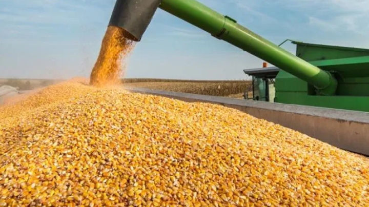 استيراد 1,1 مليون طن من الذرة لتلبية حاجة السوق