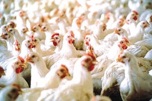 نفوق الآلاف من الدجاج الموجه للاستهلاك