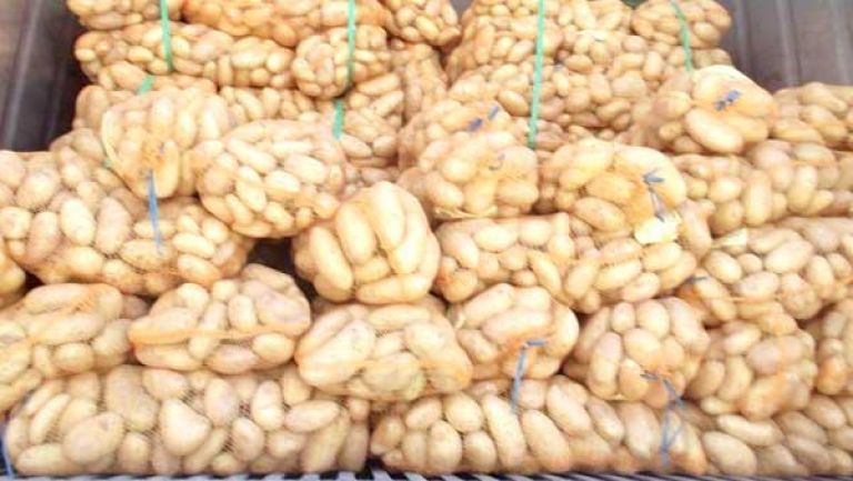 نحضّر ورشة وطنية لضبط وعصرنة إنتاج البطاطا
