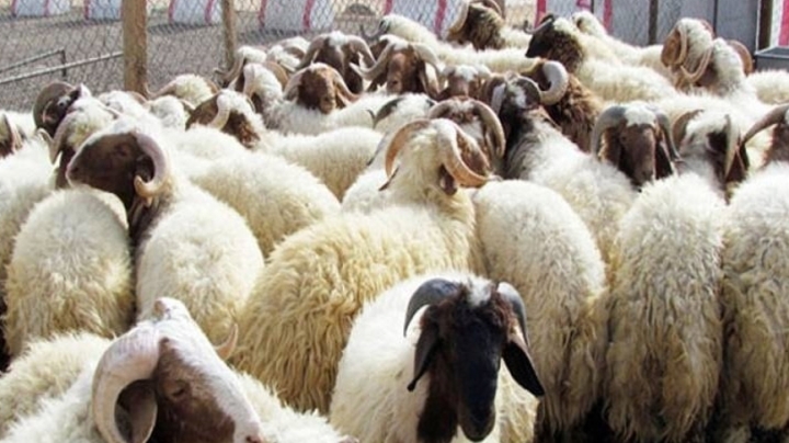 ضمان وصول الأضاحي للمواطنين في الوقت المحدد