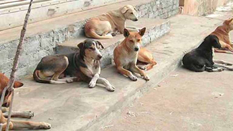الكلاب الضالة تفرض حظر تجوال بعدة مناطق