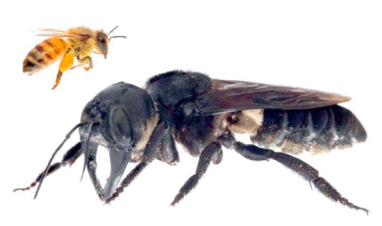 أكبر نحلة على وجه الأرض