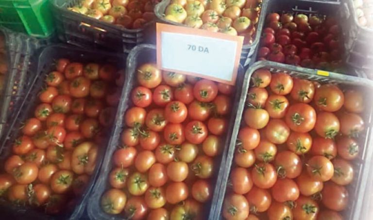 ”جيفابرو” تسوّق 250 طنا من الطماطم بـ 70 دينارا