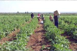 رهان على ترقية الفلاحة وتربية الماشية