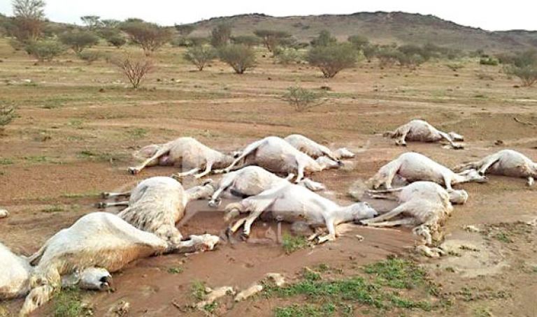 نعاني من ”حرب جرثومية” وأرقام الوزارة غير صحيحة