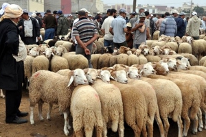 البلدية تقرر نقل سوق المواشي