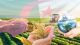 نظام الجزائر الغذائي الأكثر قدرة على الصمود في إفريقيا