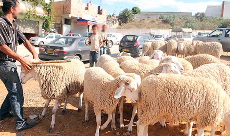 أكثر من 500 نقطة "فوضوية" لبيع الأضاحي بالعاصمة