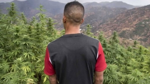 العالم يكافح المخدرات والمغرب يشرعنها