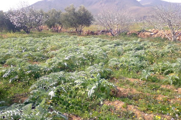 تعقيدات إدارية حالت دون تجسيد مشاريع الاستثمار الفلاحي