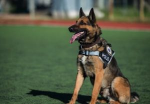 إقالة ضابط شرطة بسبب كلب