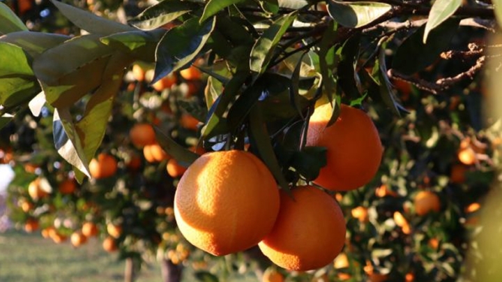 التصدي للتغيرات المناخية ودعم التصدير والصناعات التحويلية ضرورة