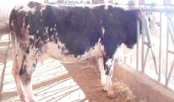 42 إصابة بالحمى المالطية
