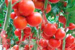 إطلاق أوّل عملية لجني الطماطم العضوية المجفّفة
