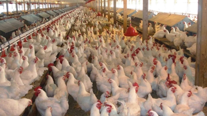 تراجع أسعار البيض بـ20%