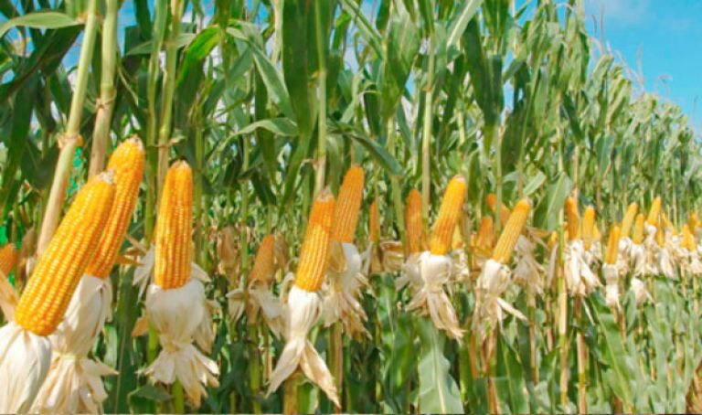آفاق ‘’واعدة’’ لزراعة الذرة