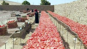 نحو تصدير 80 طنا من الطماطم المجففة
