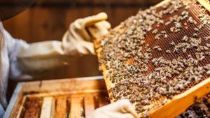تراجع في إنتاج العسل