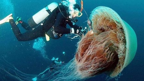 العثور على نوع غير معروف من قناديل البحر العملاقة