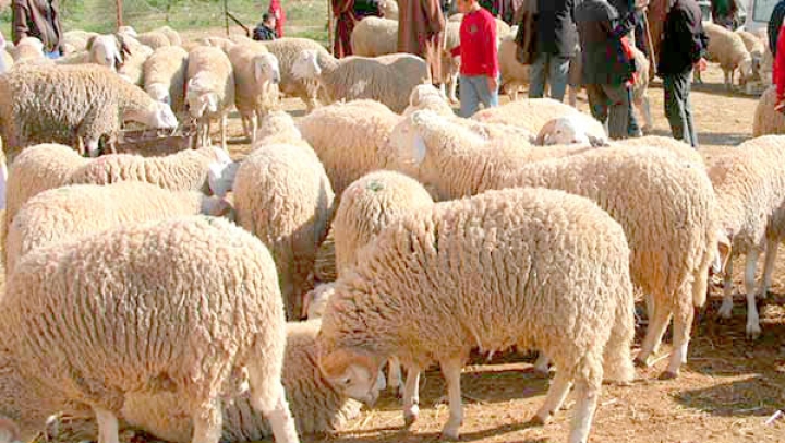 11 نقطة لبيع أضاحي العيد و37 موقعا لجمع الجلود بمقاطعة درارية